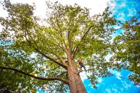 Best Tree Risk Assessment  in Oakfield, WI