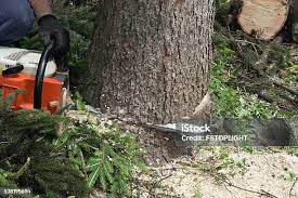 Best Stump Grinding and Removal  in Oakfield, WI