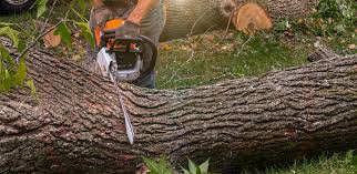 Best Palm Tree Trimming  in Oakfield, WI