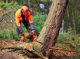 Best Tree Preservation Services  in Oakfield, WI