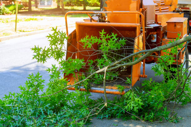 Lawn Renovation and Restoration in Oakfield, WI