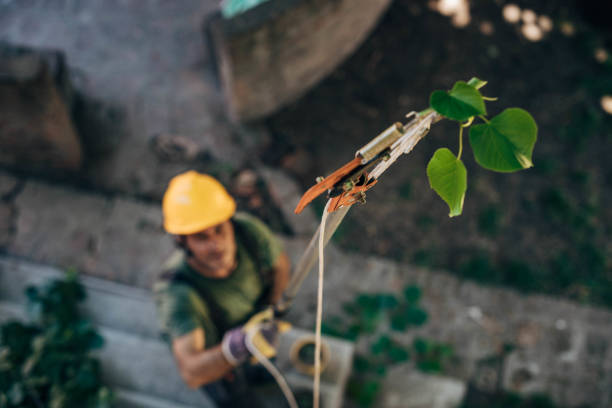 Best Tree Cabling and Bracing  in Oakfield, WI