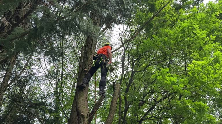 Best Commercial Tree Services  in Oakfield, WI