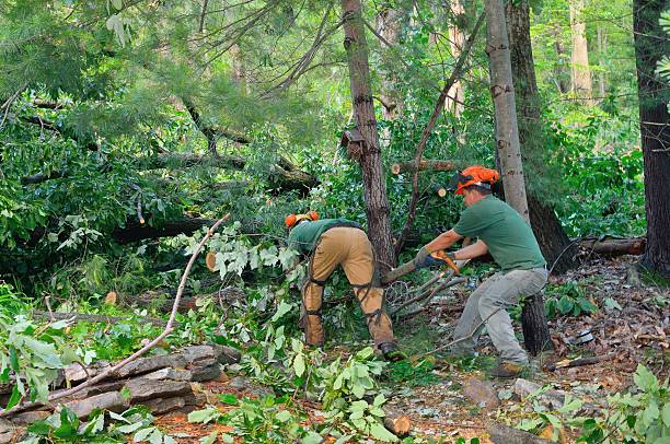 How Our Tree Care Process Works  in  Oakfield, WI