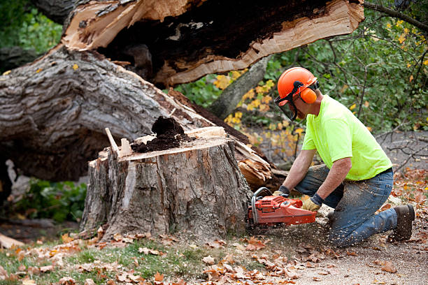 Trusted Oakfield, WI Tree Services Experts