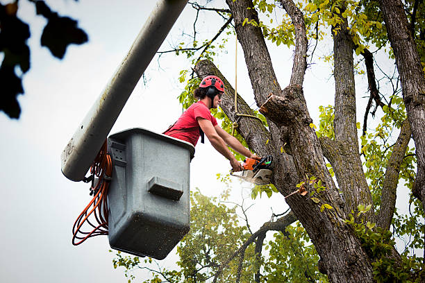 Best Arborist Consultation Services  in Oakfield, WI